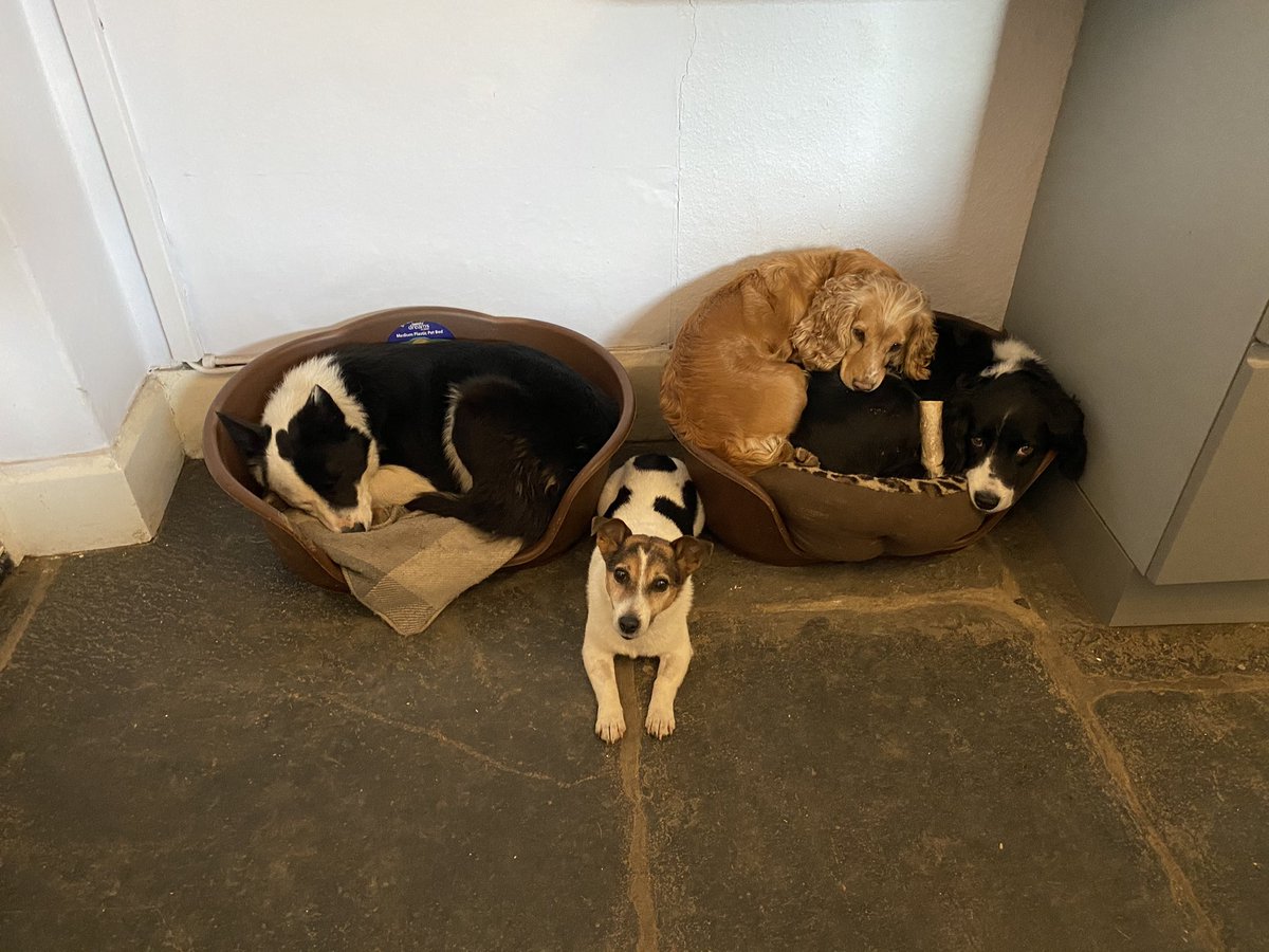 36clare's tweet photo. Megs moved back in the house! #bordercollie #nogoodatworking #failedsheepdog #dogbaths! https://t.co/2fRNOV1D4H