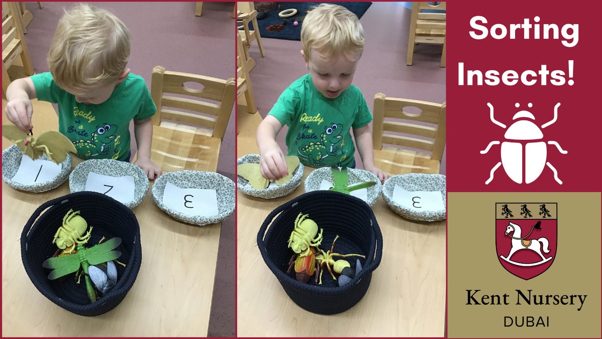 KentNurseryDXB's tweet photo. Sorting Insects: this firm favourite activity sees children sorting, counting and categorising! What a fun way to learn language and numeracy! #kentnursery #albarari #albararinursery #siliconoasis #nurserysiliconoasis #dsonursery #nadalsheba #meydan #meydannursery #mirdiff https://t.co/KLEy1jfyrd