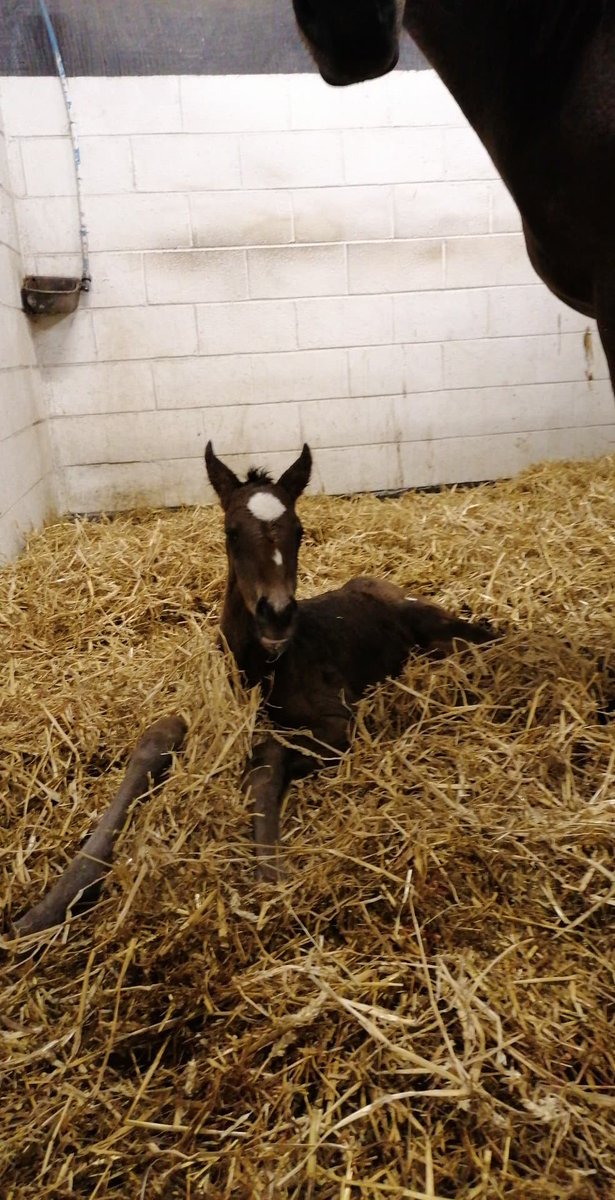 Eskdale_Stud's tweet photo. #GracefulLegend had her very first foal at 3:15, a filly and she loves her baby #foalproud #protective Sire is #Telescope. Look at that face marking 👍 A Graceful Tear drop?
Will she follow in her mothers hoof prints? @rpbloodstock @bloodstocknews @MartinStevensB1 @bencaseracing https://t.co/GdbYigR6gl