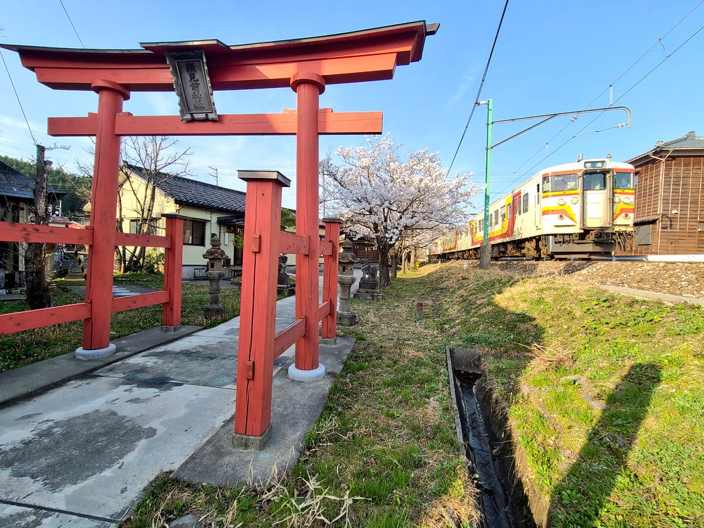 unohaman's tweet photo. 本日の越後線
#新潟車両センター所属115系運用
第6運用
初代弥彦色こと旧弥彦色
N33編成
西日を浴びて柏崎駅をめざす、弥彦神社の鳥居と紅葉をイメージした車体を沿線にある神社の鳥居と桜を合わせて撮影してみました。
#越後線
#115系
#148M
#初代弥彦色
#旧弥彦色
#N33
#西日 https://t.co/XgxFCOXXiS