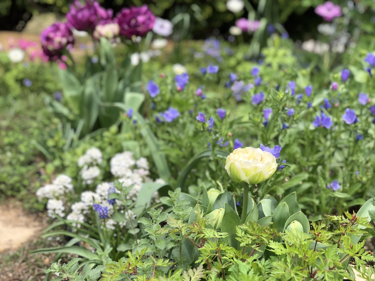 いとこ V Twitter 白の八重咲きチューリップが開いてきた 白八重子