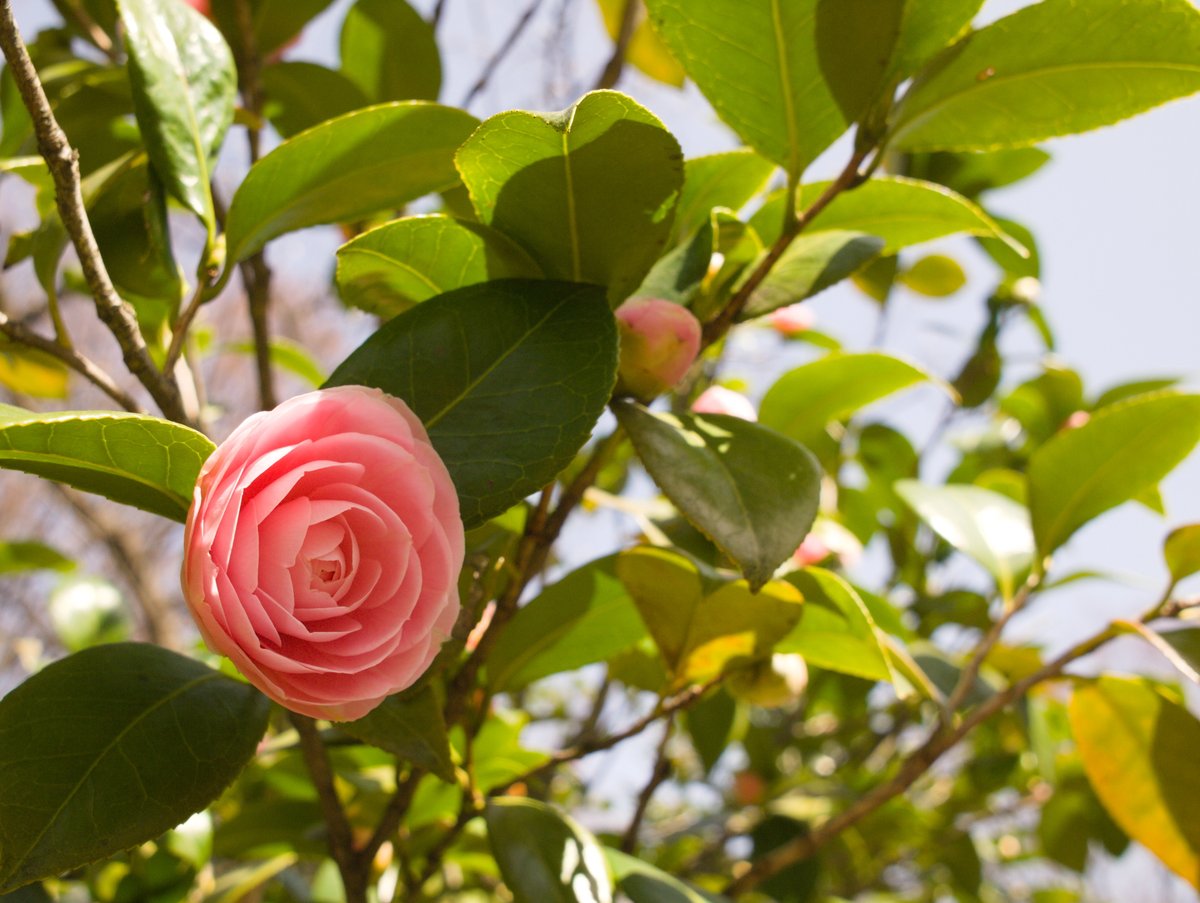 あの花 21 04 02 長野市のエンタメ ボードゲームカフェsubbox サブボックス 長野boooon ながのブーン