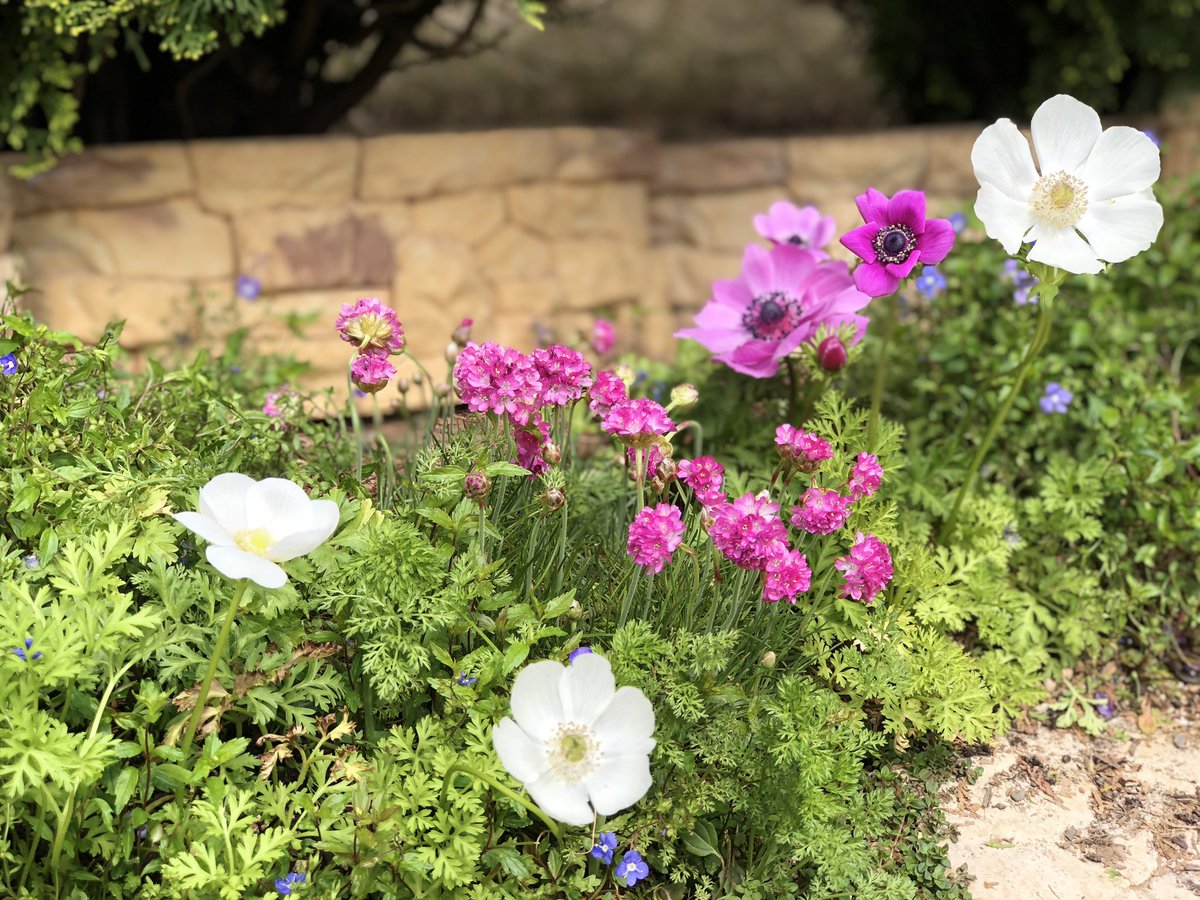 いとこ アネモネの間に丸いピンクのアルメリアがたくさん 植えっぱなし2年目のアルメリア