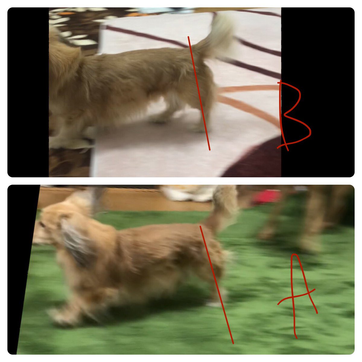 犬の整体師 こばやし Seitai Hito Inu Twitter 犬の整体師 こばやし Seitai Hito Inu Twitter