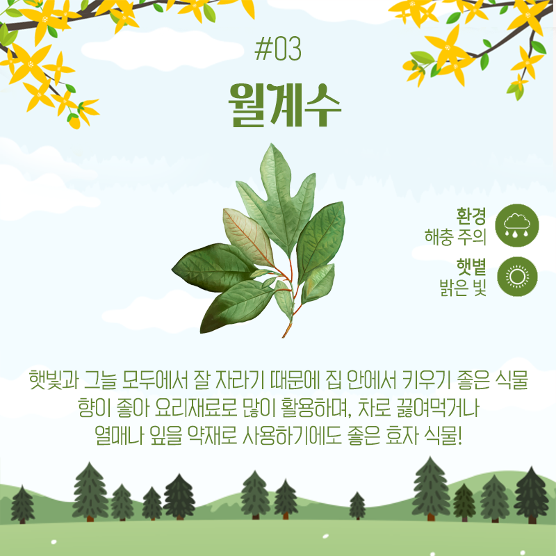 forest_news's tweet photo. <집에서 키우기 좋은 나무 5>

​4월 5일은? 식.목.일! 나무 심는 날🌳🌲
우리 집에서 나무를 심고 키워보고 싶다면?

집에서 키우기 좋은 나무 Best5를 참고하세요!
여러분은 어떤 나무를 키워보고 싶으신가요?😉 https://t.co/z0GiGgZHFb