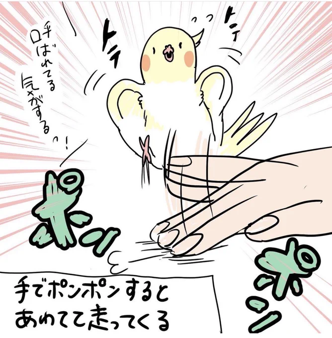 オカメインコあるある(?)
#オカメインコ 