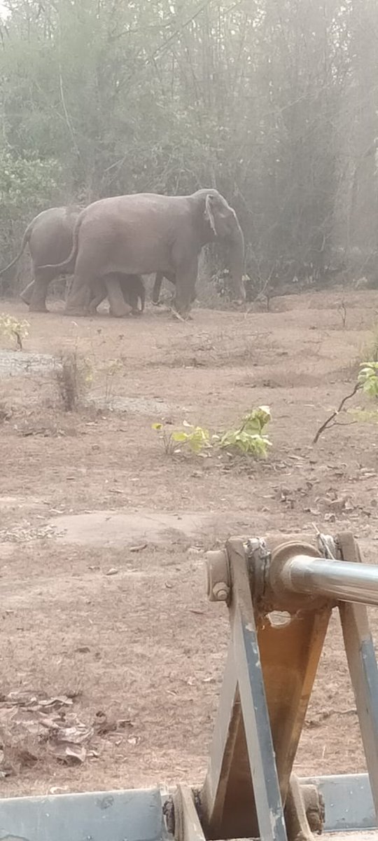 BaripadaT's tweet photo. #Elephant calf Rescued from a water tank 10' depth near GaoAmarda in Rasgobindpur Range of #Baripada Forest Division early mrng at 5AM.Result of continuous #Elephanttracking & Timely #rescue operation by dedicated staff resulted in successfull reunion @PCCFWL_Odisha @CMO_Odisha https://t.co/hqWSEu2i6i