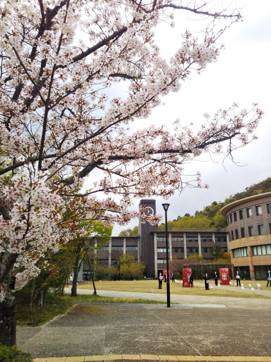 jinbunken's tweet photo. 衣笠キャンパスは本日入学式が執り行われております。
キャンパス内は桜とともに華やかな雰囲気に満ち溢れております。
2020年度はZOOMやウェビナーを利用したシンポジウムや研究会の開催が多く、人文研として新たな歩を進めた一年でもありました。2021年度も引き続きどうぞよろしくお願いいたします。 https://t.co/eMoEDhZK7X
