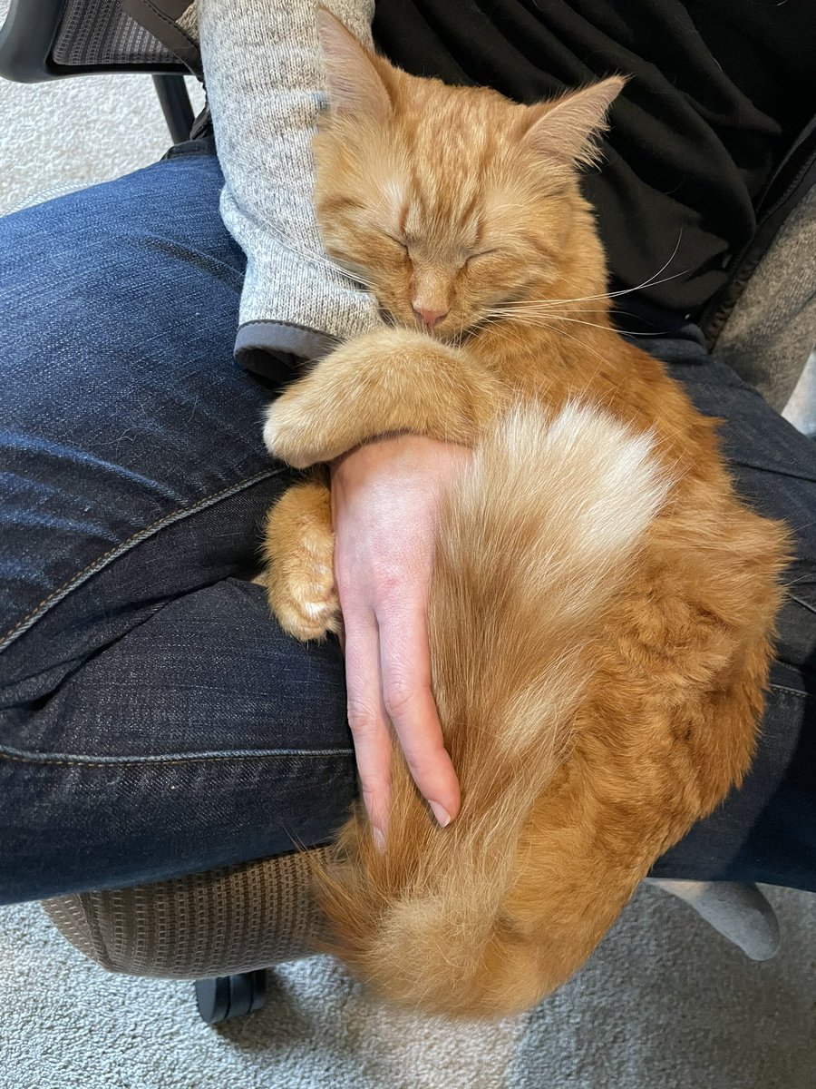 scottydt's tweet photo. @jasonfenske13 Facts About Cats https://t.co/JHzs4ogiSx