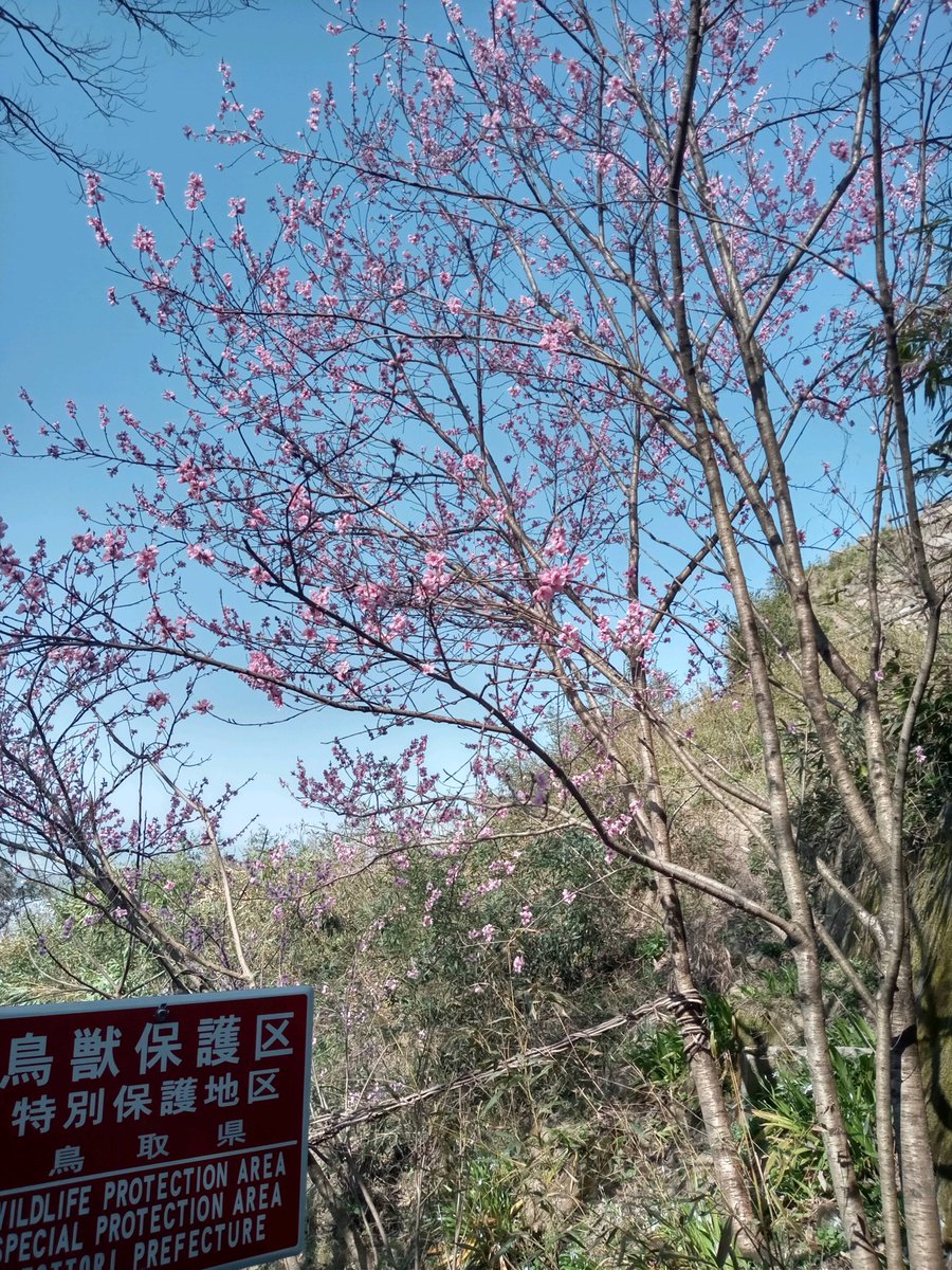 Iwao Meshineko の画像 動画一覧 Whotwi グラフィカルtwitter分析