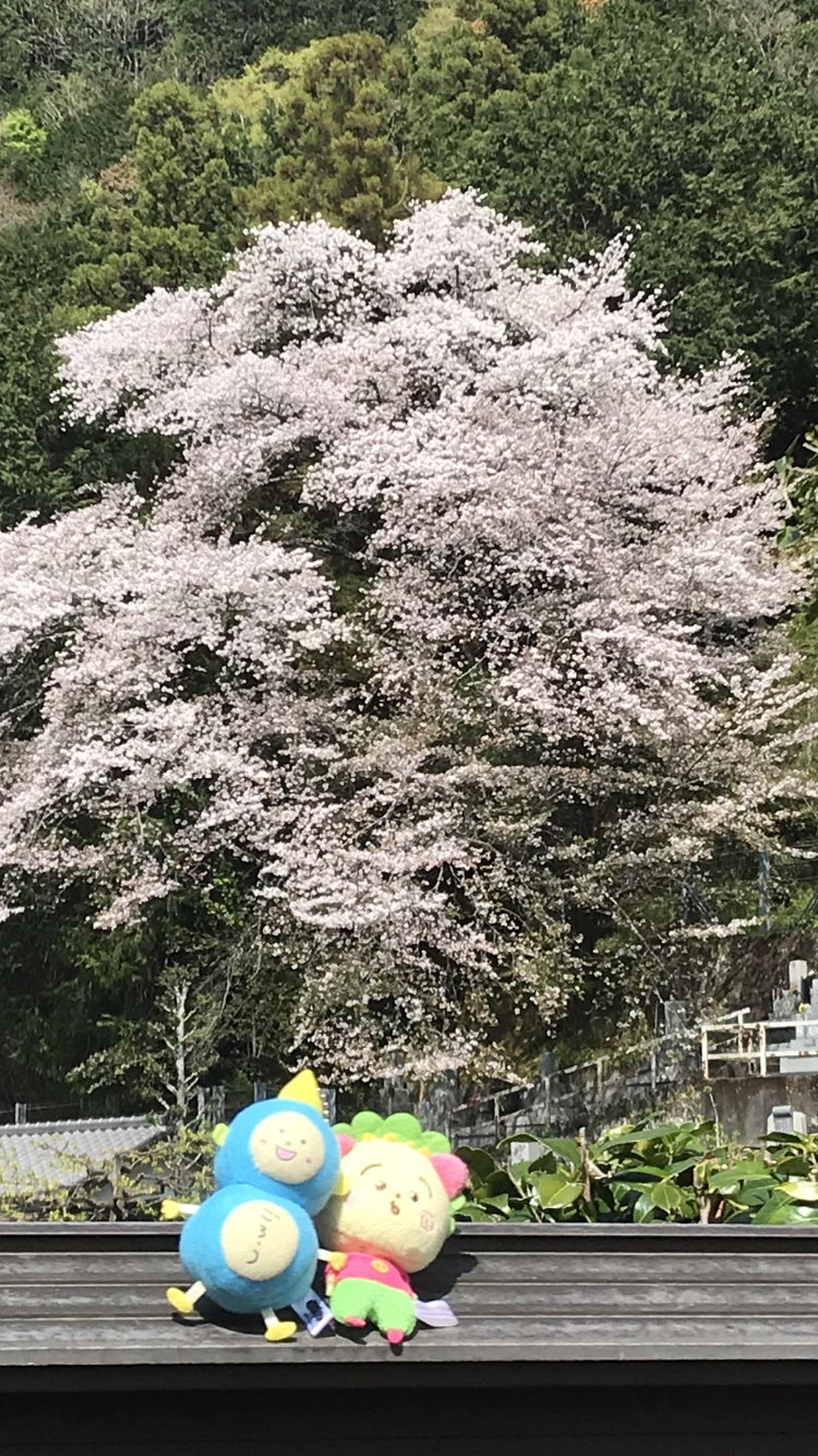 コジコジカフェ Cojicojicafe お花見デートを楽しむコジコジ とはちごろう はちごろうはさくらももこ先生の傑作アニメgj8マンに出ています 今すぐyoutubeでご覧ください それにしても巨大なさくらです コジコジ さくらももこ はちごろう Gj8マン