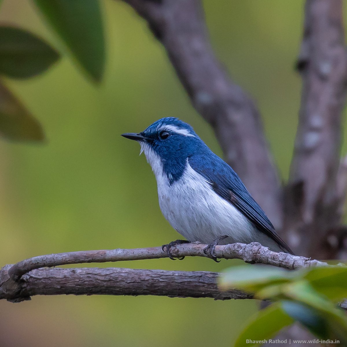 bhaveshnr's tweet photo. Ultramarine Flycatcher (Ficedula superciliaris) constantly jerks up its tail, often accompanied by fluffing of head feathers n trrr note.

- Chirbatiya Range, Uttarakhand, India

#wildindiaecotours #birds #birdphotography #birdwatching #wildlifephotography #twitternaturecommunity https://t.co/2V5KwtlyGt
