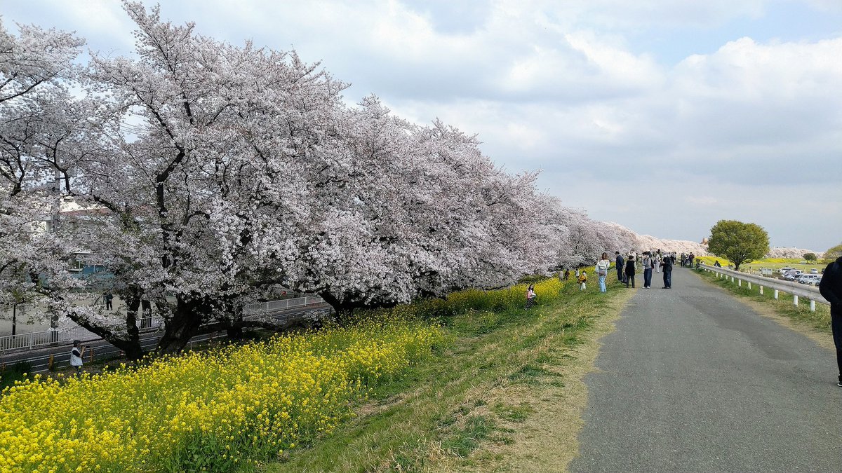 ikustukas's tweet photo. 花見散歩に行ってきました(*´∀`)✨
桜吹雪もきれいでしたよー！
なかなかな花見日和。 https://t.co/ZJjMIagFL5