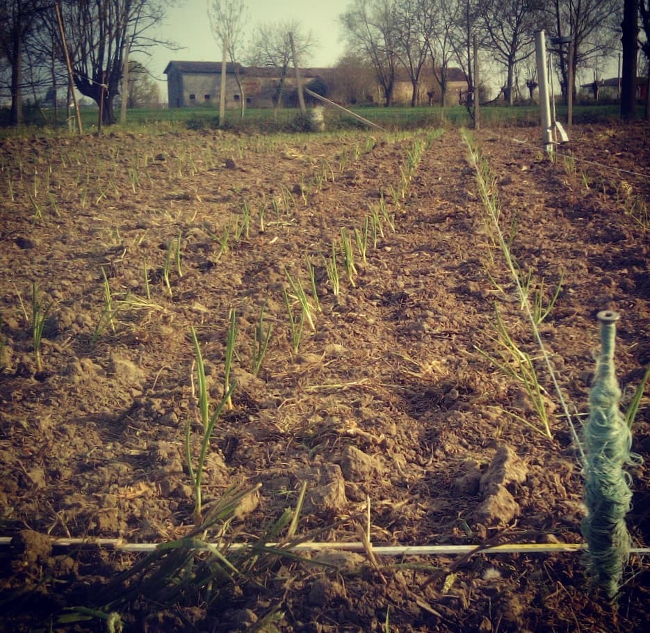 capolavia tweet picture