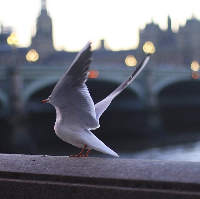 mibileo's tweet image. Good morning everyone! 
Happy Good Friday! 
☀️☕️🌹💜🕊