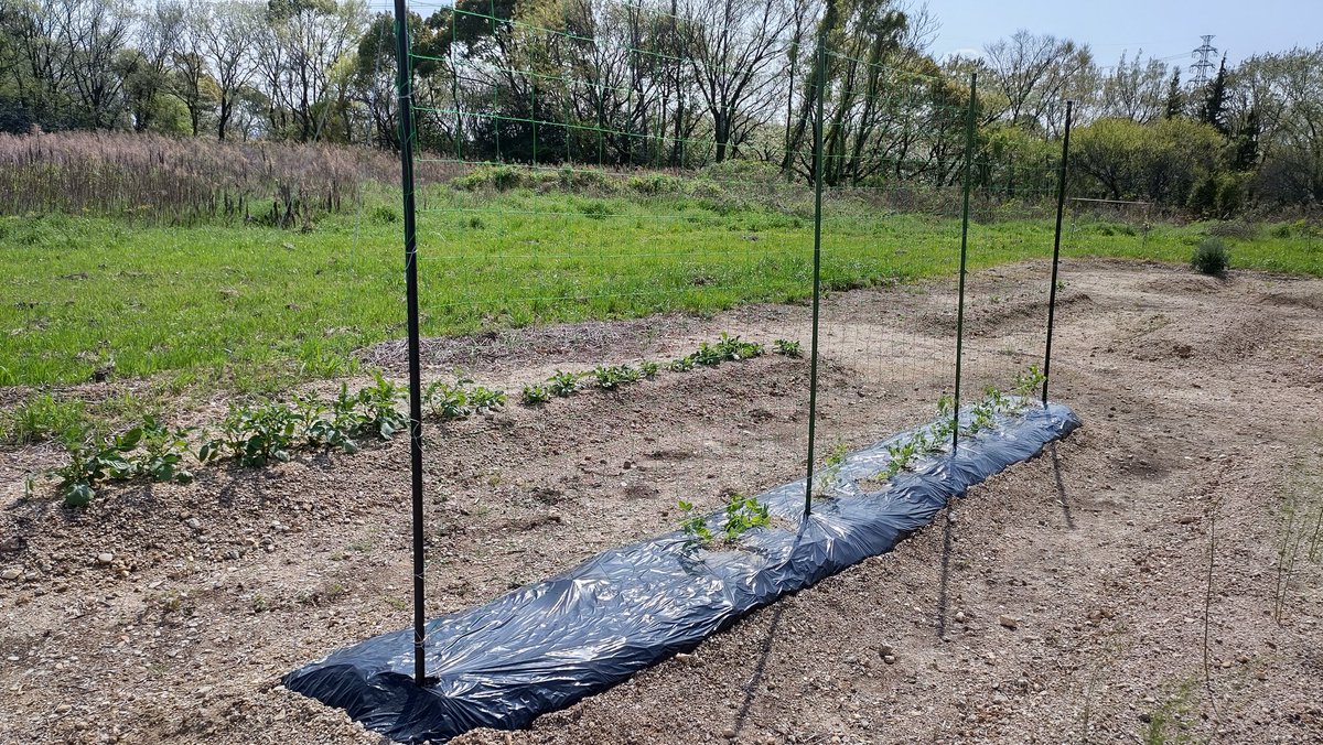 ユキ21 やっと絹サヤエンドウのネット張れました 支柱はいつも１００均のを使ってたけど ホームセンターで25mm mmのを買ってみたら かなり張り易かったです 家庭菜園初心者 家庭菜園 支柱 絹サヤエンドウ ネット張り