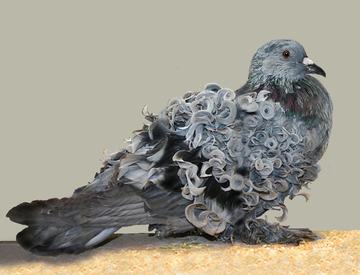 GoLoveAnimals's tweet photo. The Frillback is a breed of fancy pigeon developed over many years of selective breeding. Frillbacks, along with other varieties of domesticated pigeons, are all descendants from the rock pigeon (Columba livia). https://t.co/VuCOe6JrCB