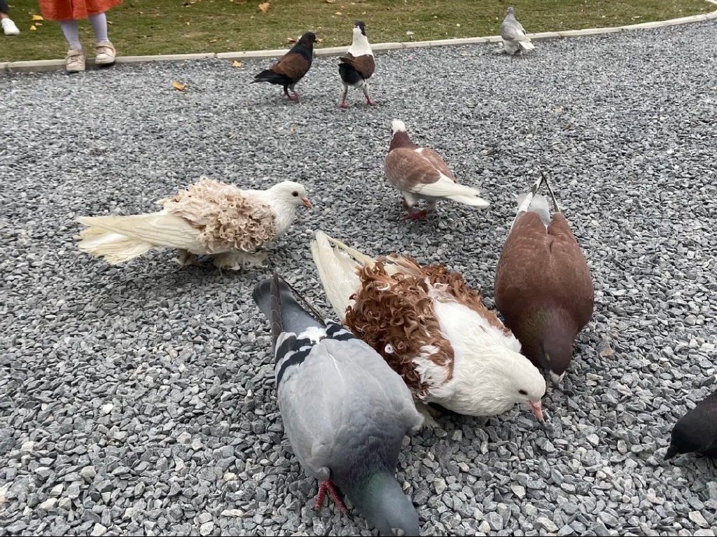 GoLoveAnimals's tweet photo. The Frillback is a breed of fancy pigeon developed over many years of selective breeding. Frillbacks, along with other varieties of domesticated pigeons, are all descendants from the rock pigeon (Columba livia). https://t.co/VuCOe6JrCB
