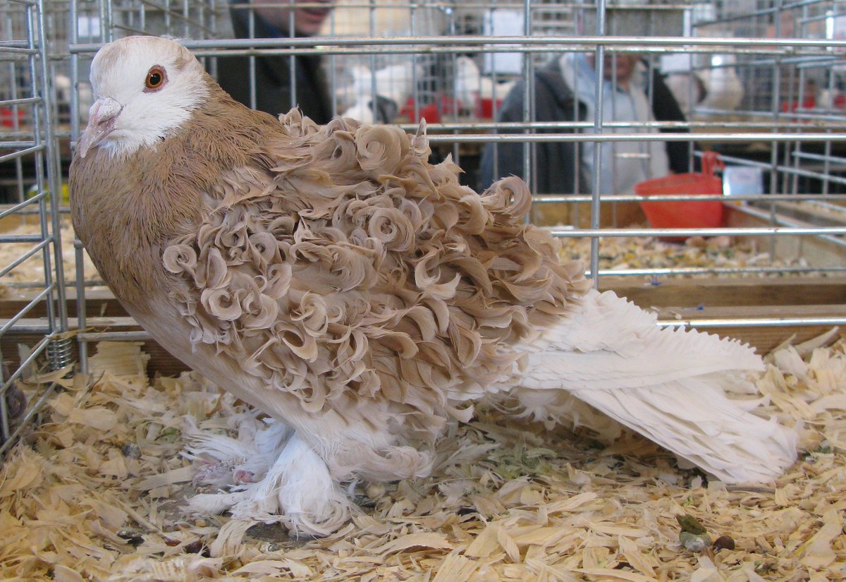 GoLoveAnimals's tweet photo. The Frillback is a breed of fancy pigeon developed over many years of selective breeding. Frillbacks, along with other varieties of domesticated pigeons, are all descendants from the rock pigeon (Columba livia). https://t.co/VuCOe6JrCB