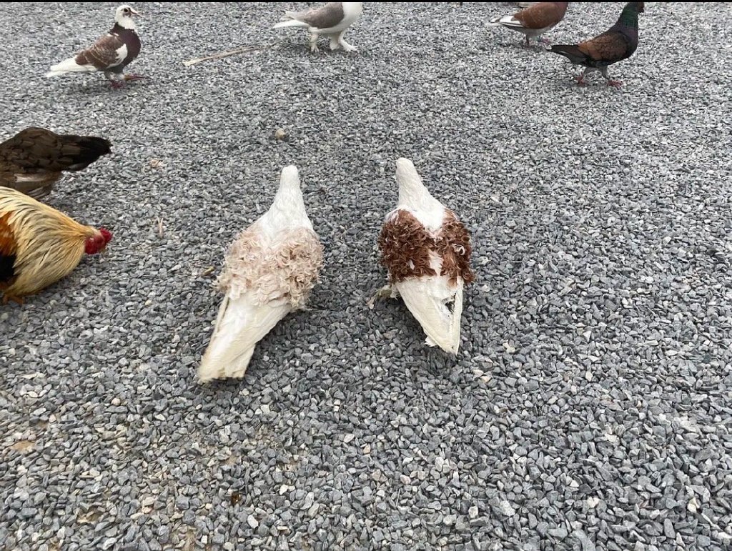 GoLoveAnimals's tweet photo. The Frillback is a breed of fancy pigeon developed over many years of selective breeding. Frillbacks, along with other varieties of domesticated pigeons, are all descendants from the rock pigeon (Columba livia). https://t.co/VuCOe6JrCB