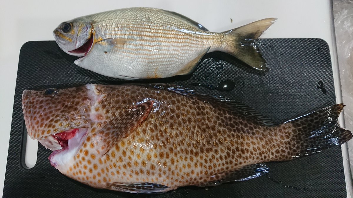 釣りガール料理 Twitter Search Twitter