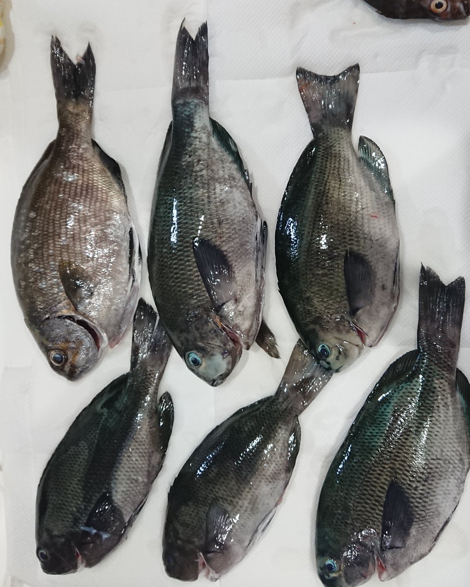 釣りガール料理 Twitter Search Twitter