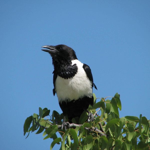 For the love of the birds
