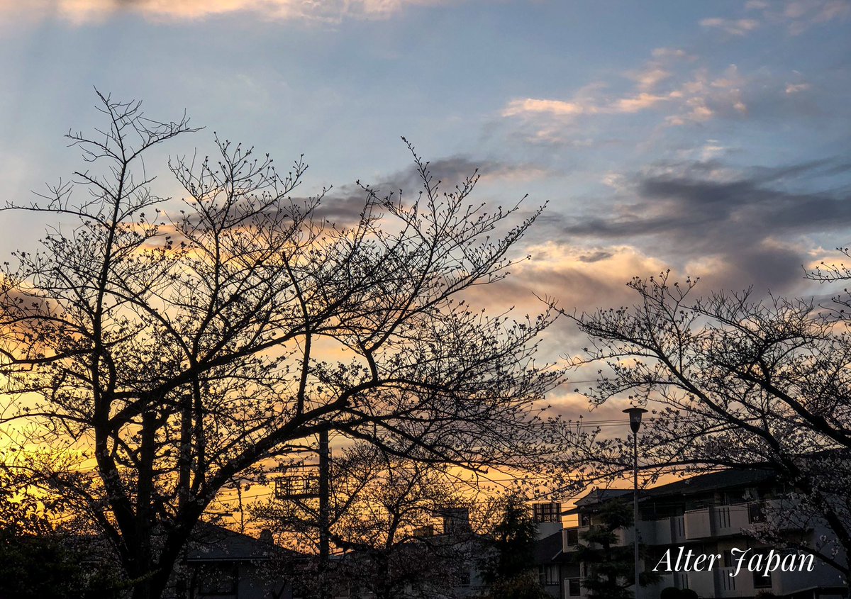 JapanAlter's tweet photo. Can't stop posting sakura photos. The only nice thing about global warming is that we could enjoy cherry blossoms longer this year. #SAKURA #sakurabloomingday #さくらの日 #Japan https://t.co/fybSLvOzFp