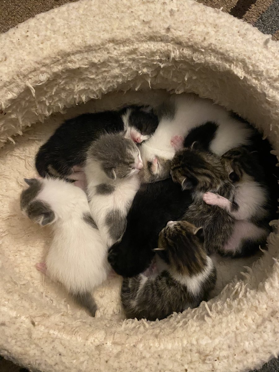 hiinnaa14's tweet photo. PLEASE SHARE

❗️In need of findings these little ones a home. Located on Oahu❗️

There’s a total of 9 kittens. They were born the weekend of 03/05.

No cost, just want to give them a good home instead of going to the humane society. https://t.co/C1BQ9DQwef