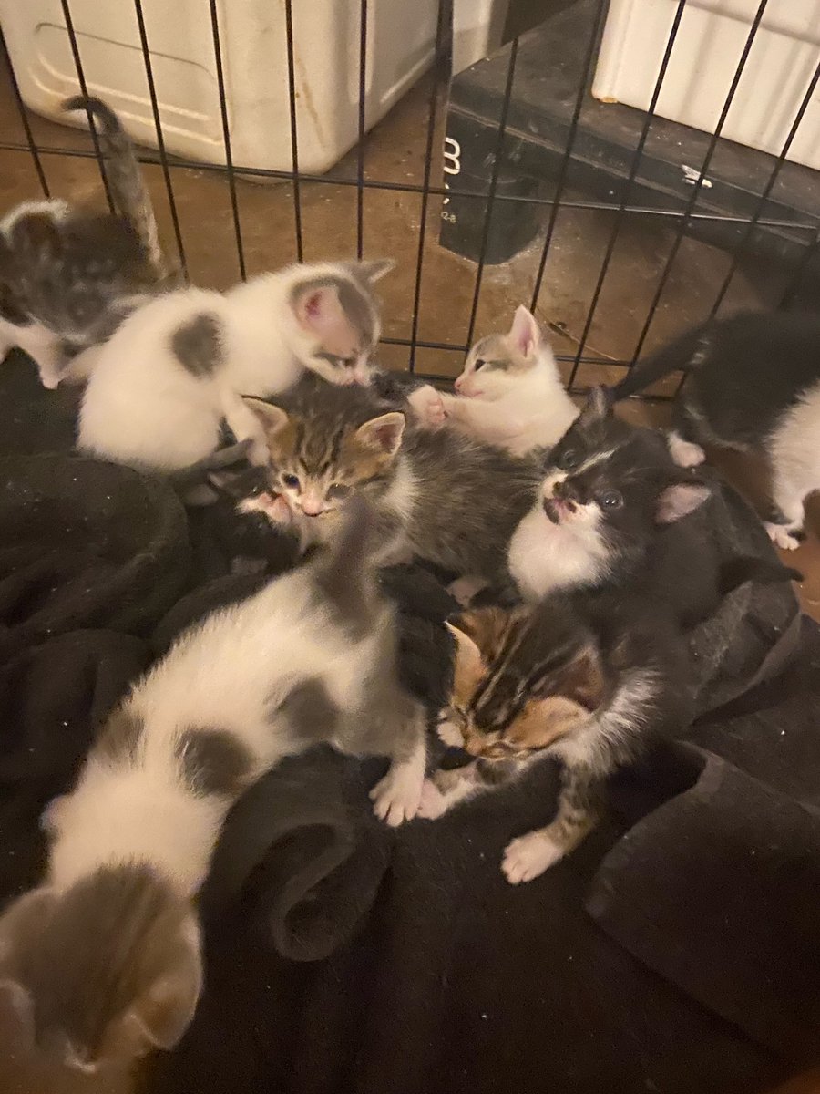hiinnaa14's tweet photo. PLEASE SHARE

❗️In need of findings these little ones a home. Located on Oahu❗️

There’s a total of 9 kittens. They were born the weekend of 03/05.

No cost, just want to give them a good home instead of going to the humane society. https://t.co/C1BQ9DQwef