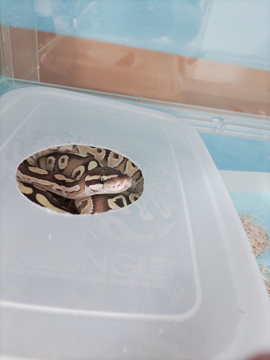 Tokotoko Tokotoko Twitter