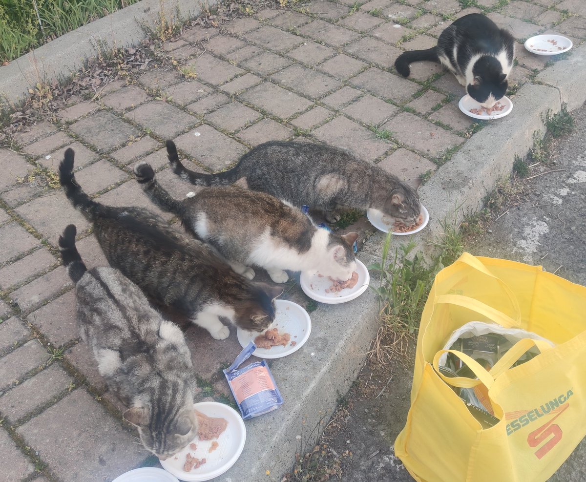 EStradini's tweet photo. Ciao dagli Stradini.  Grazie a tutti per le pappe e i pensieri
Oggi fratello Ingo torna dal dottore
Non dimenticatevi di noi 
Aiutateci affinché sia Pasqua anche per i mici senza casa ❄️🐈💛 https://t.co/7eaOl3ZV6Q
