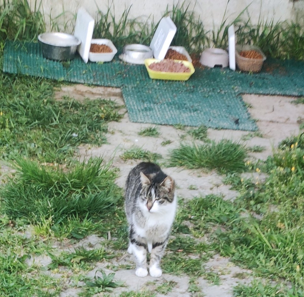 EStradini's tweet photo. Ciao dagli Stradini.  Grazie a tutti per le pappe e i pensieri
Oggi fratello Ingo torna dal dottore
Non dimenticatevi di noi 
Aiutateci affinché sia Pasqua anche per i mici senza casa ❄️🐈💛 https://t.co/7eaOl3ZV6Q