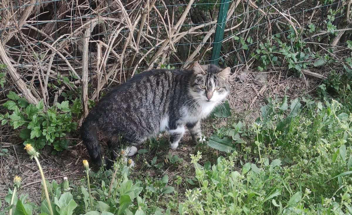 EStradini's tweet photo. Ciao dagli Stradini.  Grazie a tutti per le pappe e i pensieri
Oggi fratello Ingo torna dal dottore
Non dimenticatevi di noi 
Aiutateci affinché sia Pasqua anche per i mici senza casa ❄️🐈💛 https://t.co/7eaOl3ZV6Q