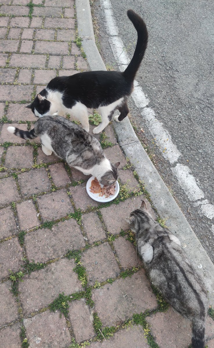EStradini's tweet photo. Ciao dagli Stradini.  Grazie a tutti per le pappe e i pensieri
Oggi fratello Ingo torna dal dottore
Non dimenticatevi di noi 
Aiutateci affinché sia Pasqua anche per i mici senza casa ❄️🐈💛 https://t.co/7eaOl3ZV6Q