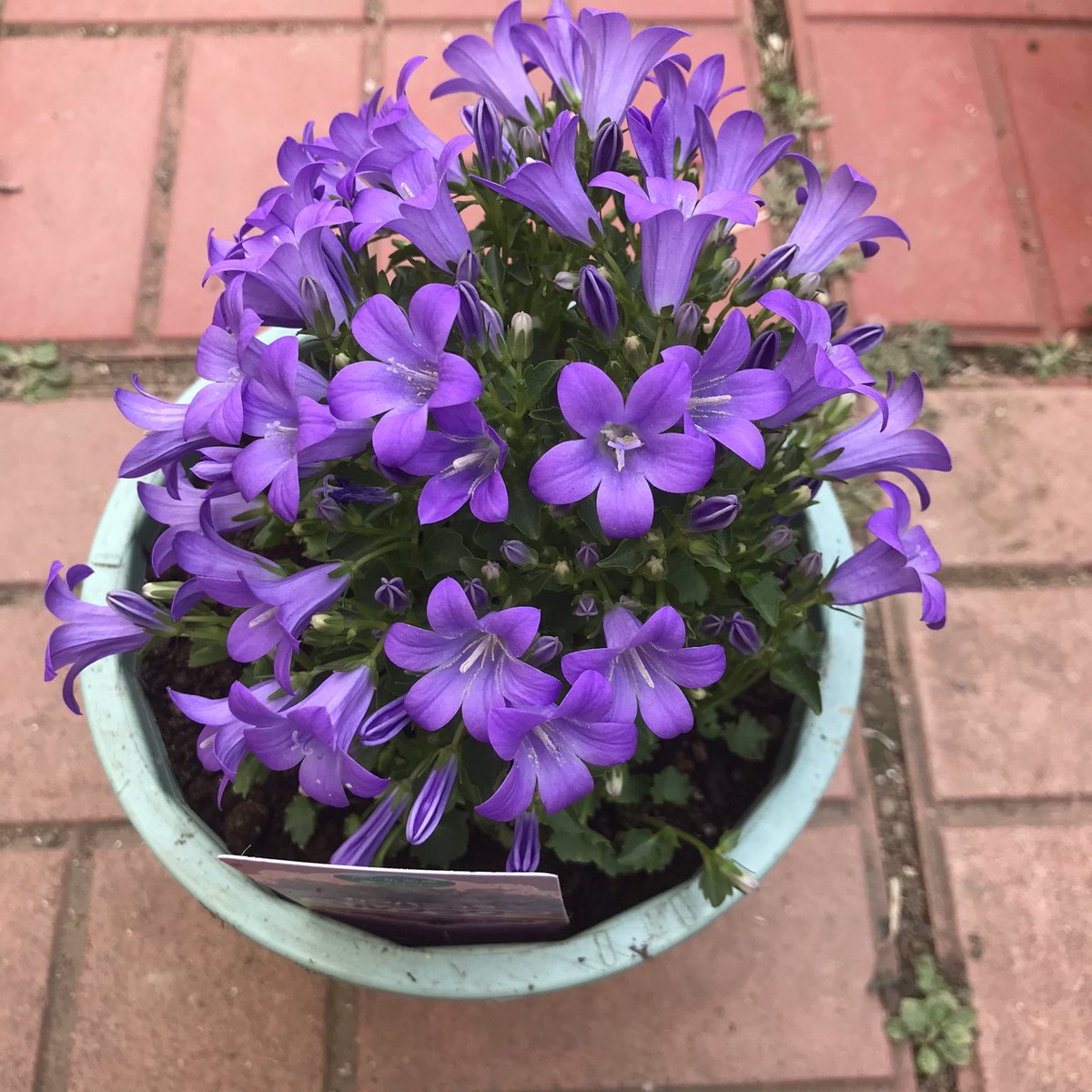 ポトス ストレス対策観葉植物 新しい仲間のベルフラワーです 紫色がキレイです カンパニュラ ベルフラワー