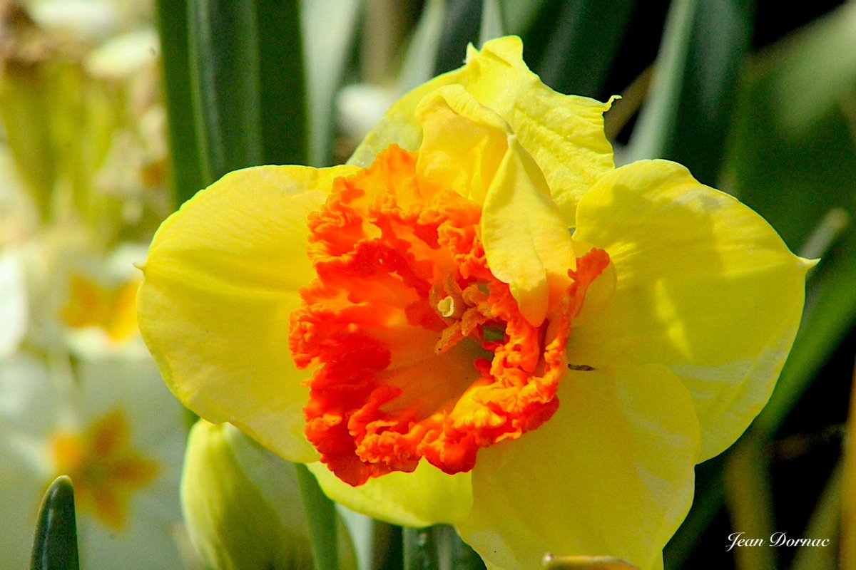 JeanDornac's tweet photo. Superbe narcisse, jaune et orange, totalement ouvert à la vue de tous. Ce sont à la fois l’élégance et la beauté qui nous sont offertes… #superbe #narcisse #jaune #orange #ouvert #élégance #beauté #offertes #quai #Aiguillon #Léguer #Lannion #CôteArmor #Bretagne #France https://t.co/8zj75en5UQ