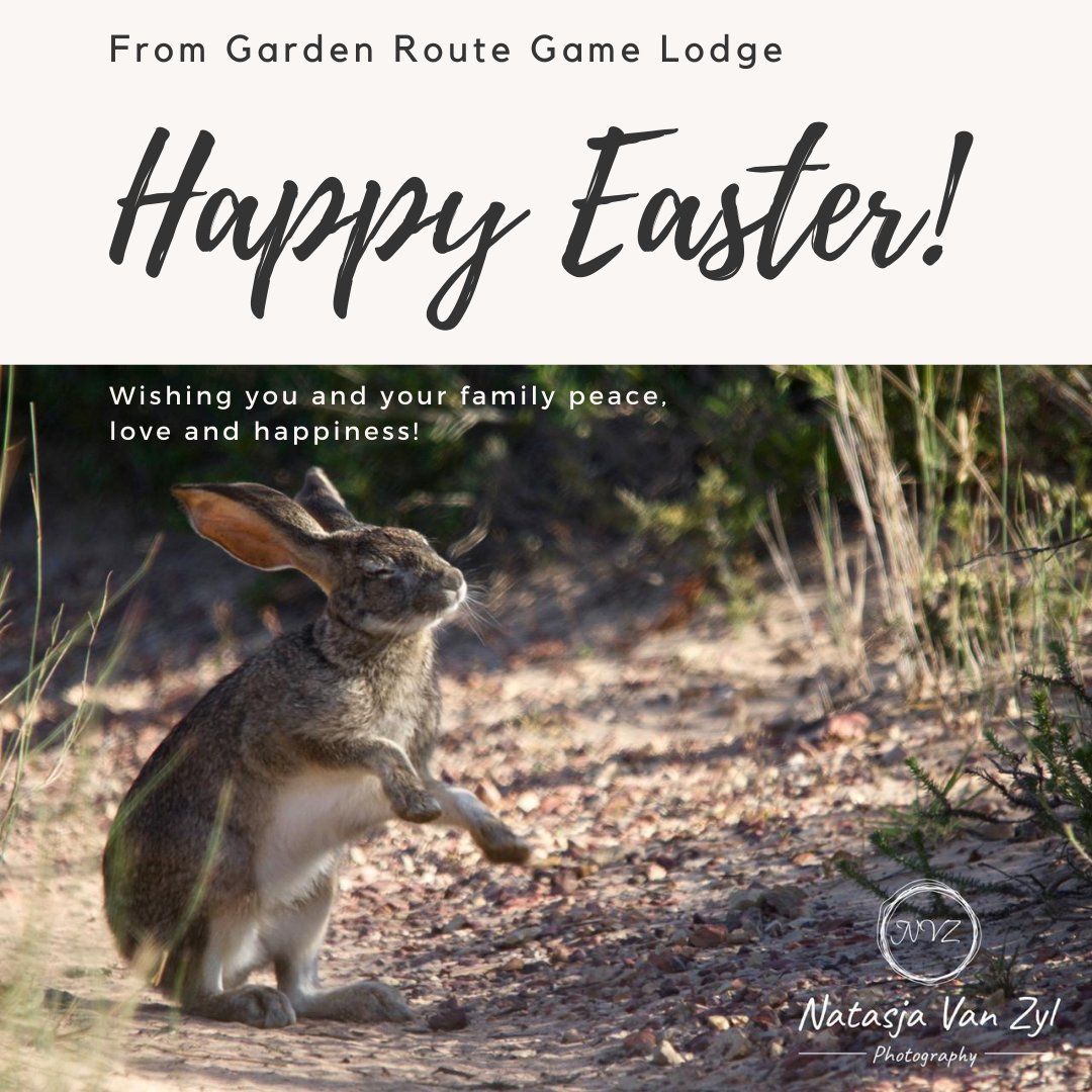 GardenRouteGame's tweet photo. #grgamelodge #safarilodge #westerncape #gardenroutegamelodge #gardenroute #gamelodge #ayanaspa #serengeti #safari #travel #bestgamelodge #gamedrives #Big5 #luxuryaccommodation  #luxurytravel  #specialoffer #travel #capetownsafari #southafrica #wildlife #big5safari #safarispecials https://t.co/RVX3kLXlaw