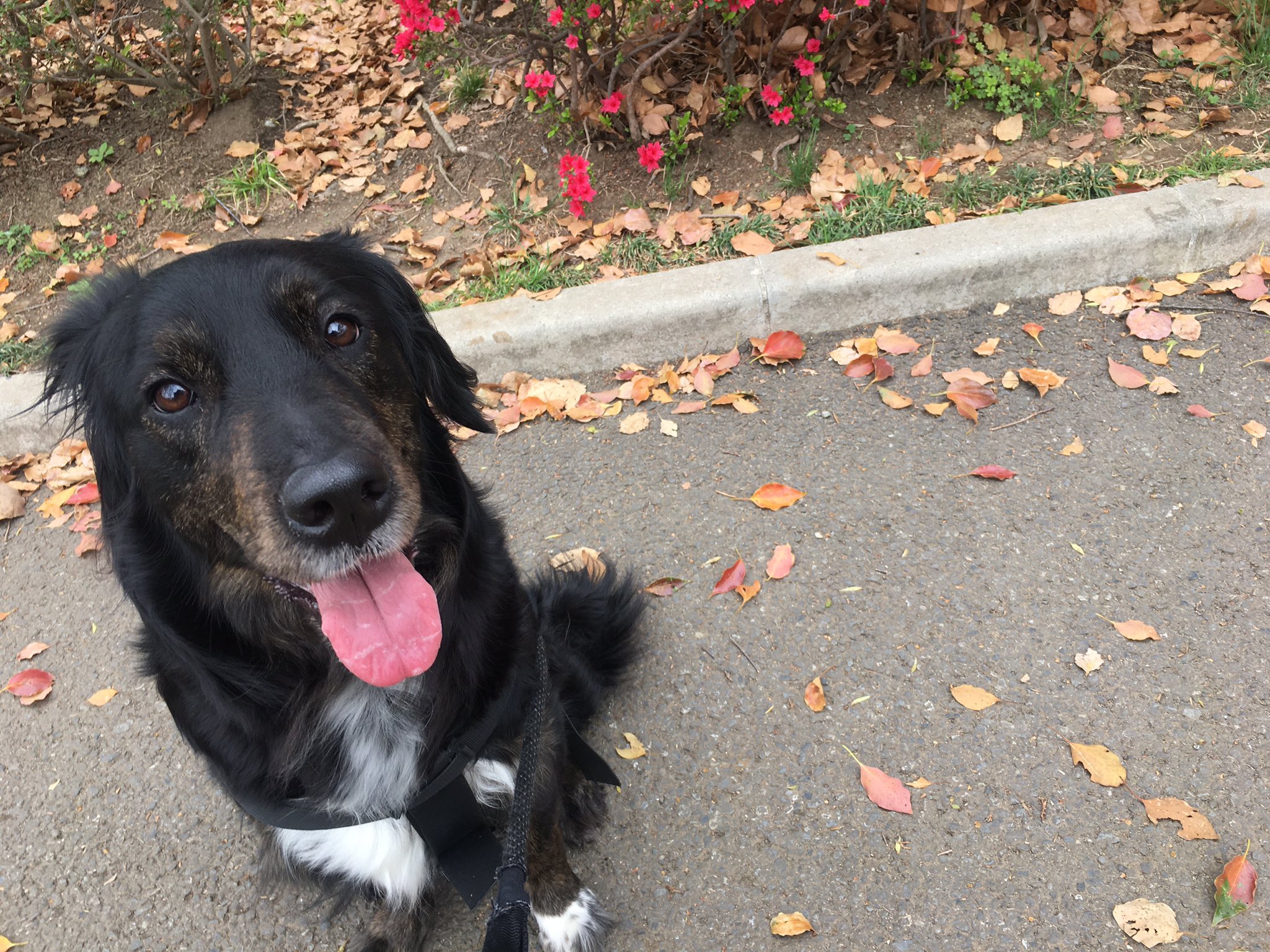 ゴールダー犬のema 横浜暮らし そして 私がカメラを構えるのをやめて立ち上がるとこっちを見る Ww ゴールダー 忠犬エマ公 T Co 4rzlb14wgc Twitter