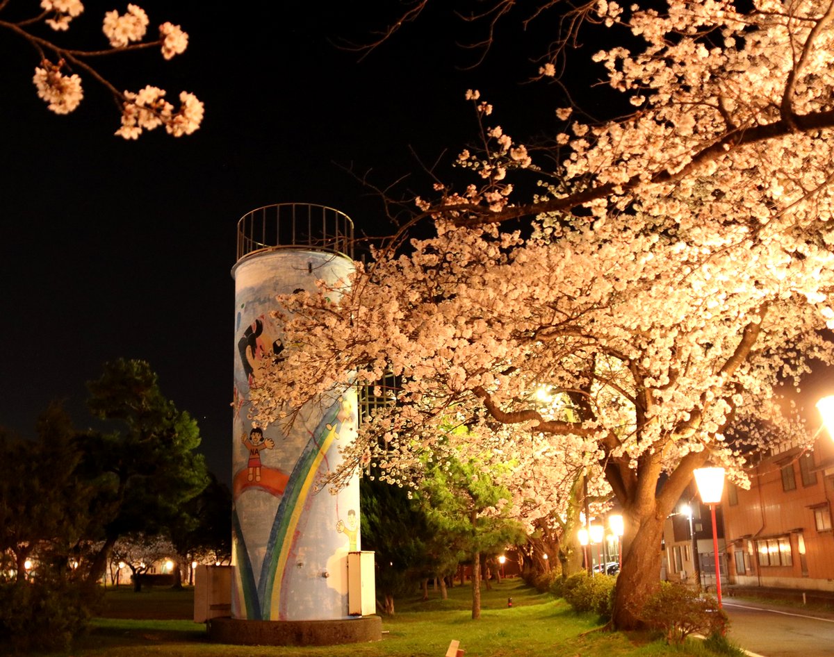 minami_ward_ngt's tweet photo. 【満開の桜をライトアップ】
昨日、区役所隣の「白根公園」と旧白根配水塔でおなじみの「白根水道公園」の桜のライトアップが始まりました。白根観桜会の皆さんによるもので、ぼんぼりの淡い明かりで桜を優しく照らしています。
点灯初日に満開なのは初めてではないでしょうか？？ https://t.co/8JAN0lN5eH