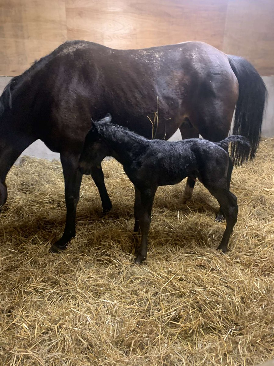 cormack_barry's tweet photo. This little lad decided last night was his time to shine. #elusivepimpernel @IrishNatStud @AoifeCallanan https://t.co/Tc2vdmPULu