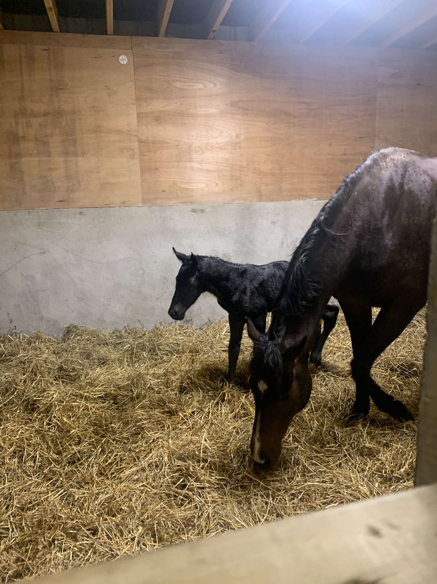 cormack_barry's tweet photo. This little lad decided last night was his time to shine. #elusivepimpernel @IrishNatStud @AoifeCallanan https://t.co/Tc2vdmPULu