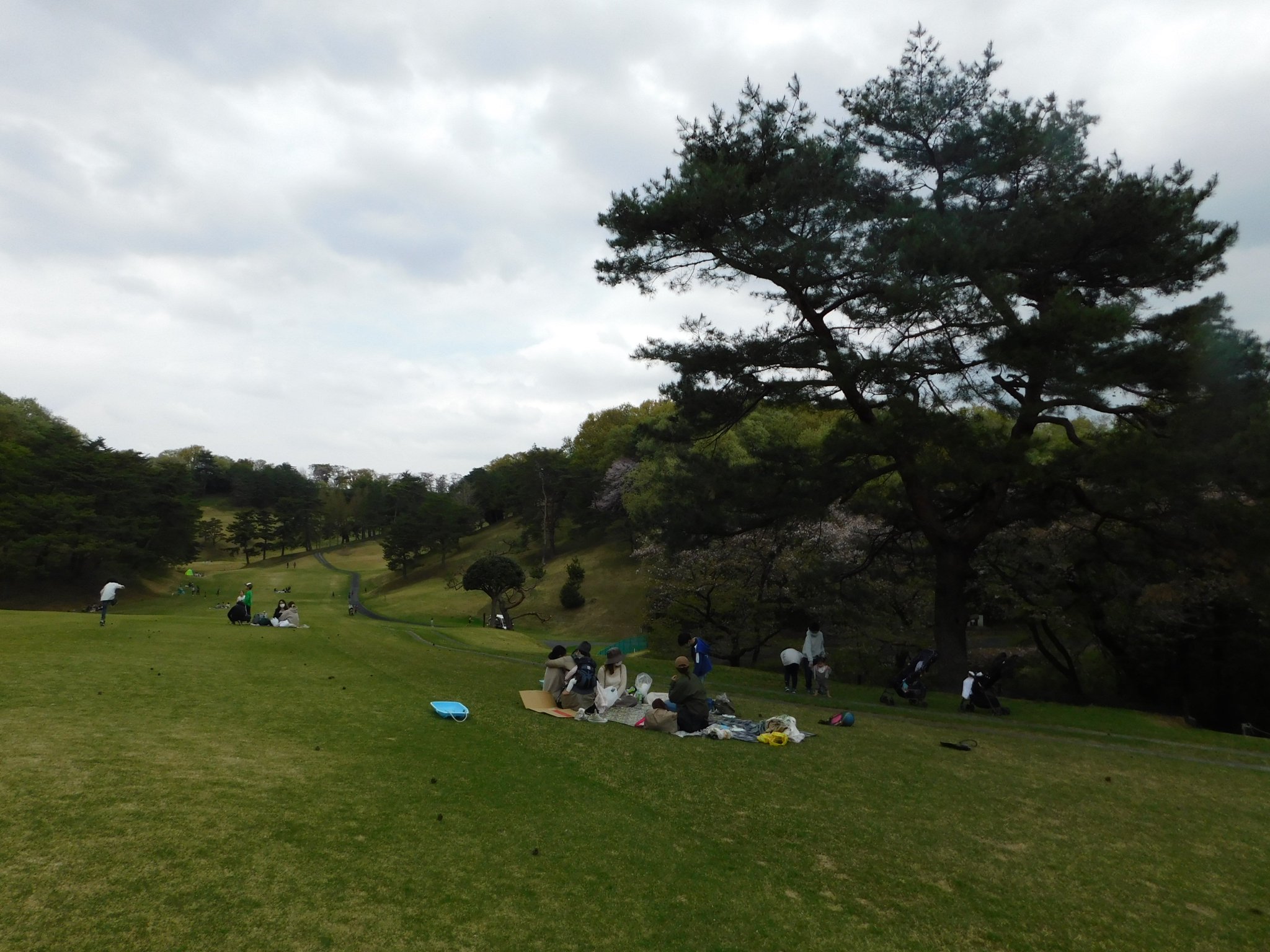 川崎国際生田緑地ゴルフ場 公式 On Twitter 今日は市民開放日 コロナの影響か遊びに来られる方も少なく 静かな開放日となっています お花見も最後 今年は開花が早く桜の花びらがかなり散ってしまって 寂しい感じです また 来年です