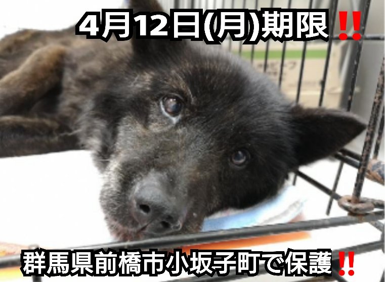 ろくねこ S Tweet 4月12日 月 期限 群馬県前橋市小坂子町で保護された 黒虎毛の甲斐犬風雑種犬ちゃん 12才くらいの中型の女の子です 拡散希望 メス 黒トラ毛 人懐っこい 前橋保健所収容犬 迷子犬 迷い犬 3月31日保護 Trendsmap