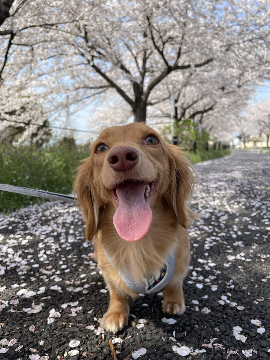 CatHamu's tweet photo. 知り合いの知り合いから引き取ったももちゃん。
無事大きくなってます。
鼻に桜の花び��くっつけて喜んでて可愛すぎ笑
#ダックス
#犬
#散歩
#お花見
#桜 https://t.co/V9LIMUypmm