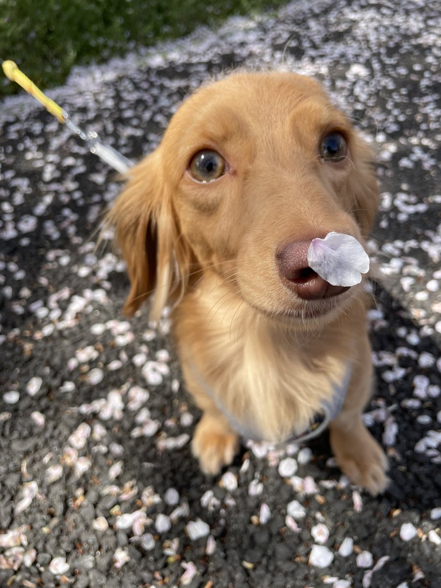 CatHamu's tweet photo. 知り合いの知り合いから引き取ったももちゃん。
無事大きくなってます。
鼻に桜の花び��くっつけて喜んでて可愛すぎ笑
#ダックス
#犬
#散歩
#お花見
#桜 https://t.co/V9LIMUypmm