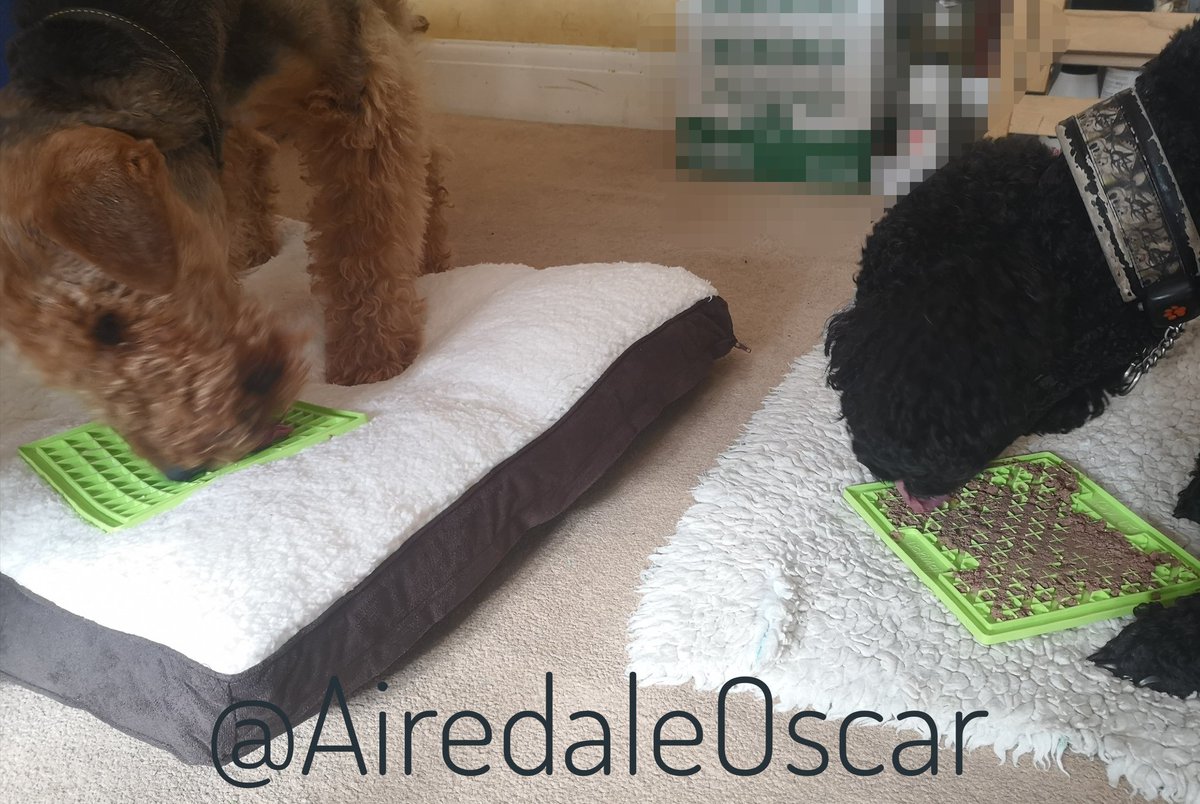 And some cream cheese 😋😋😋 <a href="/SpooSuki/">SukiTheSpoo</a>  got <a href="/Forthglade/">Forthglade Natural Pet Food</a> but I can't have that 😥 Lickimats help keep me calm as I like licking stuff. They say that the wall behind my bed needs painting as I've licked it to bare plaster 🤷