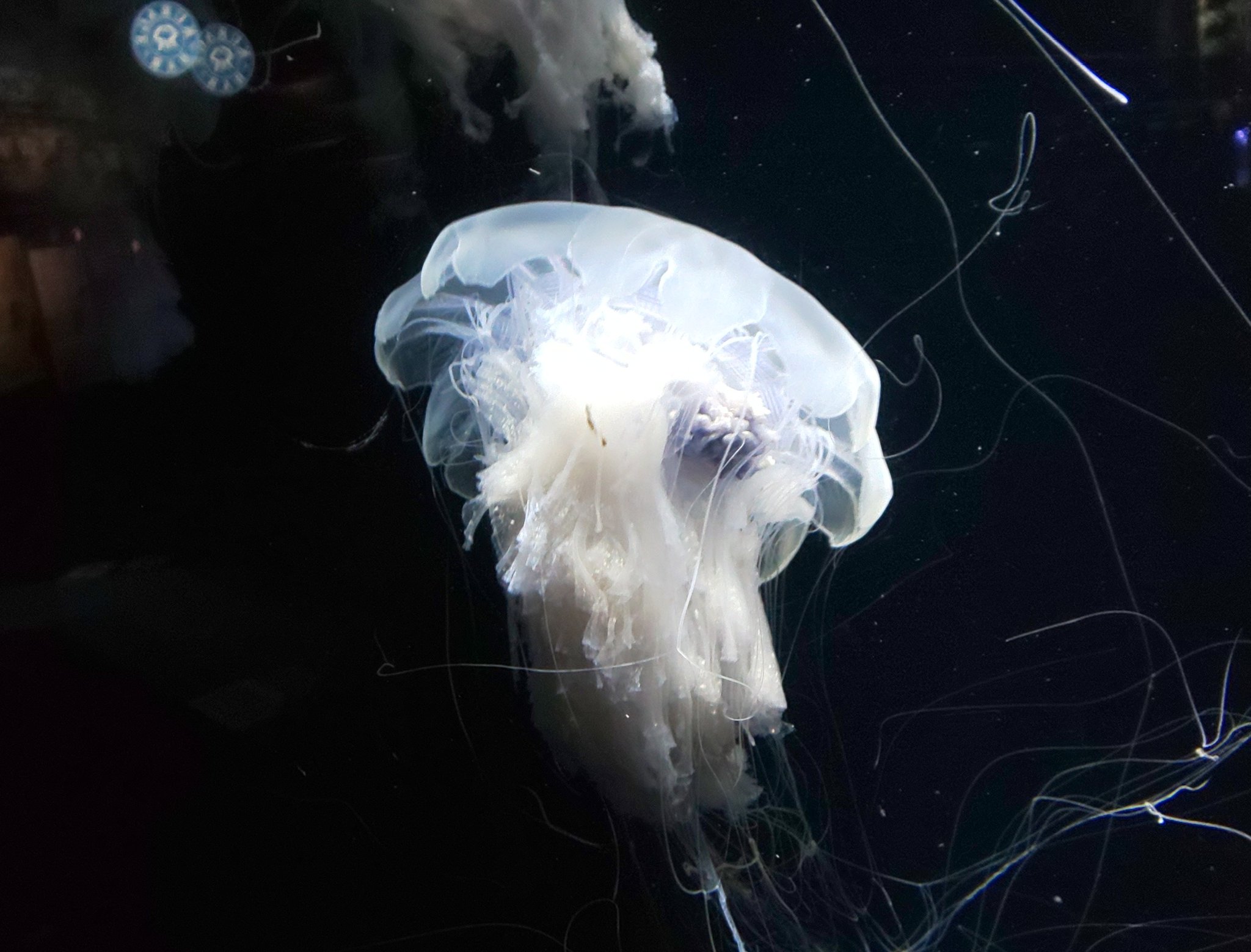 Uzivatel Asagao Na Twitteru キタユウレイクラゲ Lion S Mane Jellyfish ライオンの たてがみクラゲ シャーロック ホームズの短編小説 マクファーソン青年死亡事件 に出てきたクラゲ 死の間際に ライオンのたてがみ という謎の言葉を残すが それは猛毒