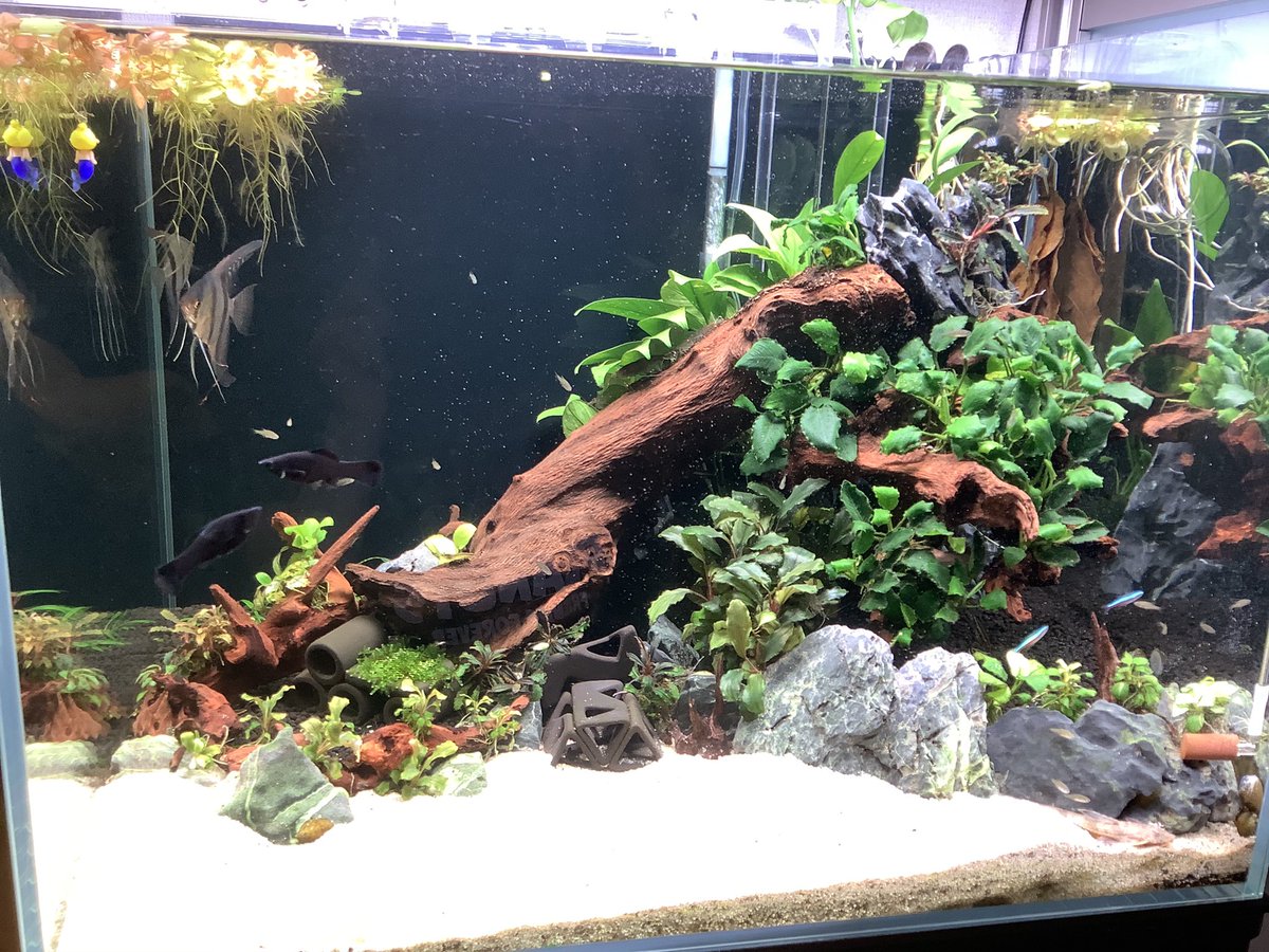 さけちゃ Chazuke Salmon Twitter