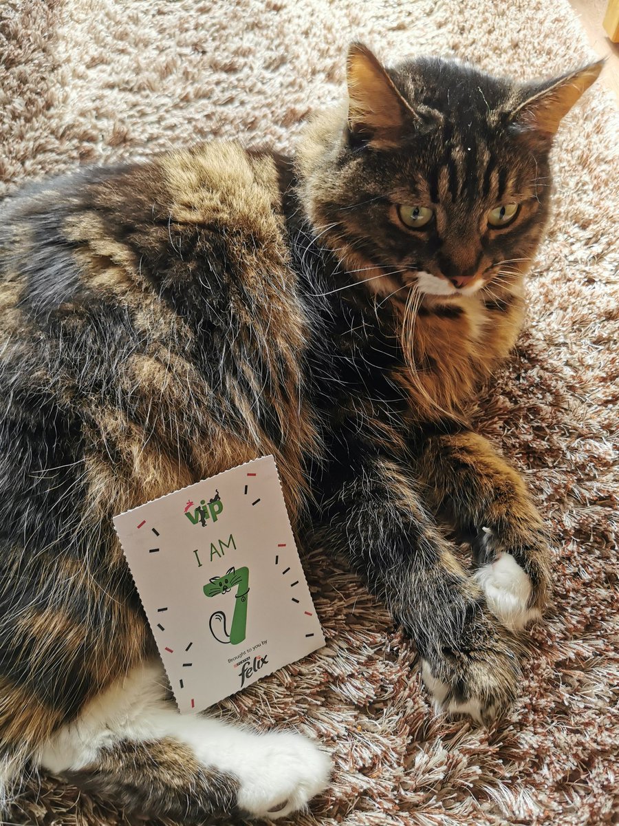 fluffy_jasper's tweet photo. I'm 7. That's 44 in your years.
@PetsatHome #VIPpetsbirthday https://t.co/JdciLafPb0